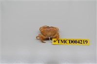 藏品(礁石假團扇蟹)的圖片